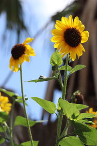 Close-up of yellow flowering plant