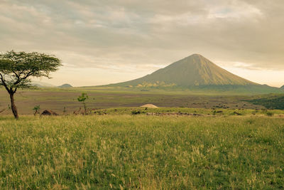 Scenic view of mount ol doinyo lengai against blue sky in the ngorongoro conservation area, tanzania