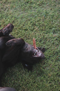 High angle view of dog relaxing on field