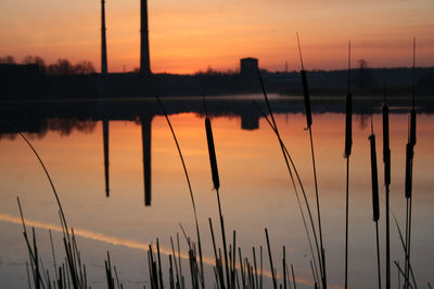 Scenic view of reed on river at dawn