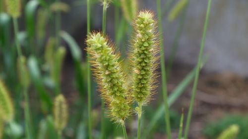 Close-up of plant growing on field