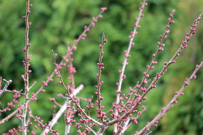 Close-up of flowering plant