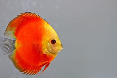 Close-up of orange fish in tank