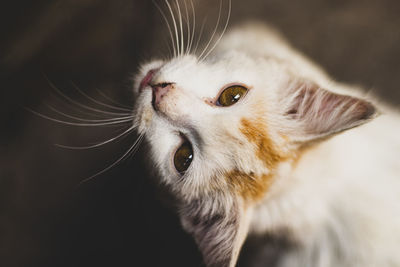 Close-up portrait of a cat