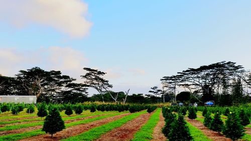 Scenic view of vineyard against sky