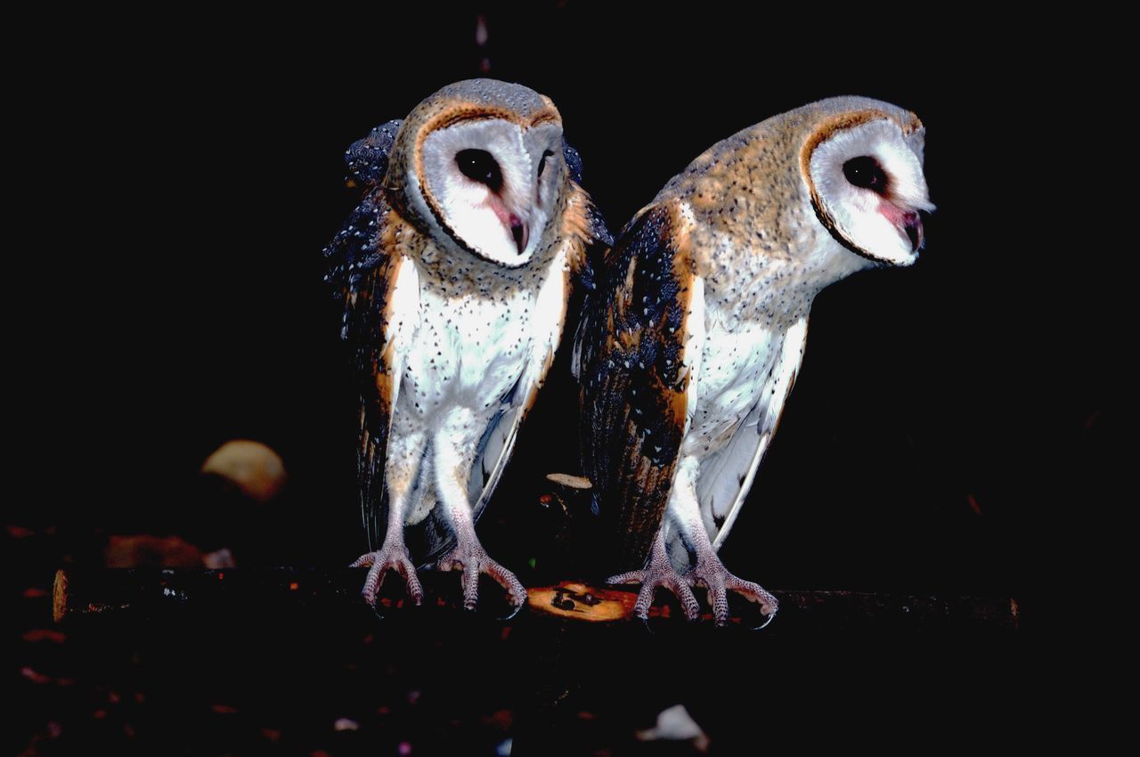 CLOSE-UP OF TWO BIRDS IN BLACK BACKGROUND