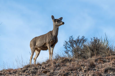 Deer standing on field against sky