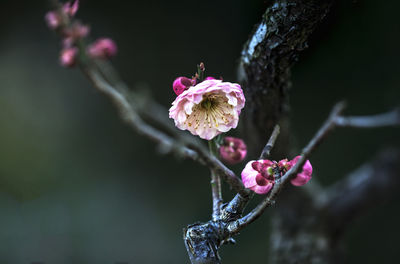 Close-up of pink flowering plant