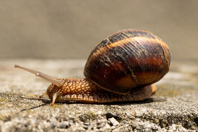 Close-up of snail