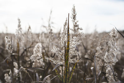 Close-up of frozen plants on field