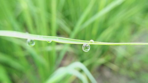 Close-up of wet grass