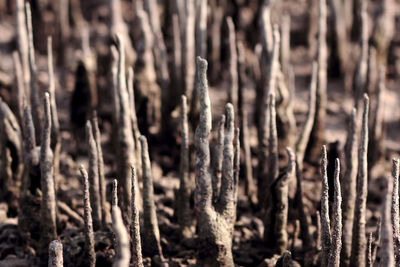 Close-up of plants on field