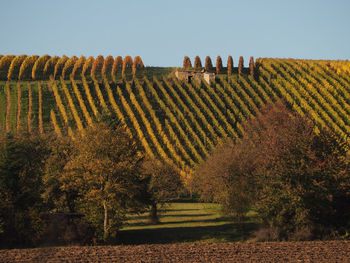 Scenic view of vineyard against clear sky