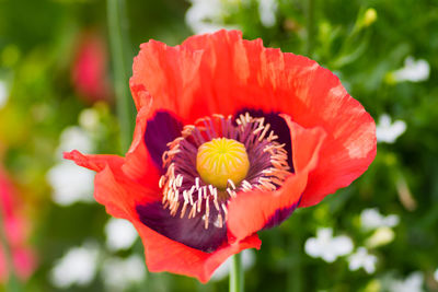 Close-up of red flower