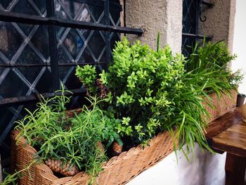 Potted plants in greenhouse