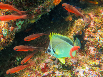 Fish swimming in sea