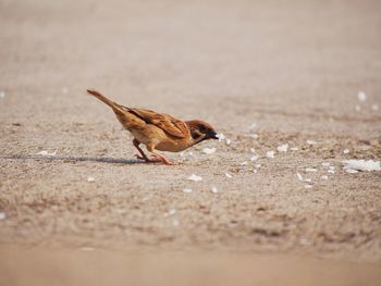 Close-up of bird