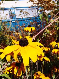 Close-up of yellow flowers blooming outdoors