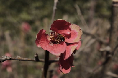 Close-up of bumblebee on pink flower