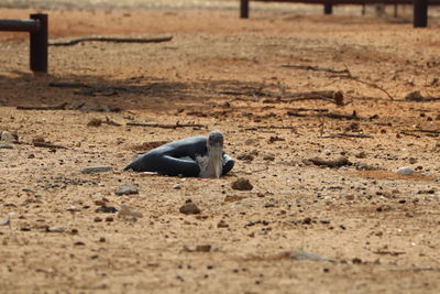 Close-up of a horse on the beach