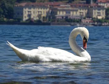 Swan swimming in lake