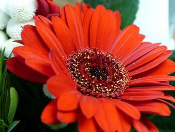 Close-up of red flower