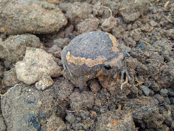 High angle view of lizard on rock