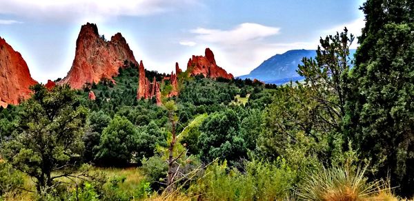 View of trees with mountain in background