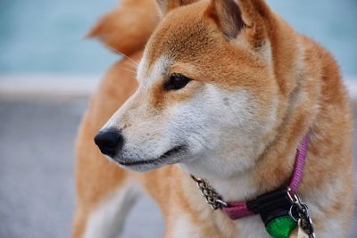 Close-up of dog looking away