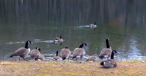 Ducks at lakeshore