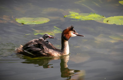 Duck swimming in lake