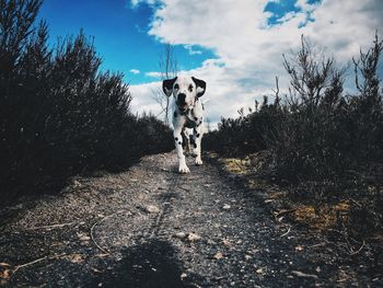 Dalmatian walking on road against sky