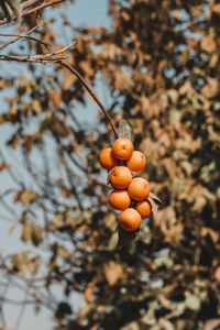 Low angle view of fruits on tree