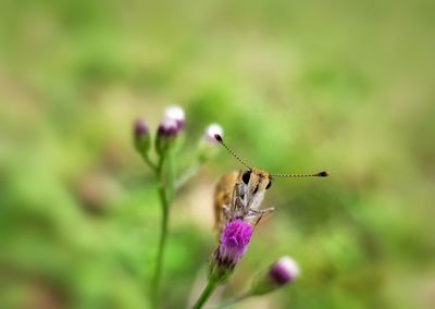 Close-up of butterfly pollinating on pink flower