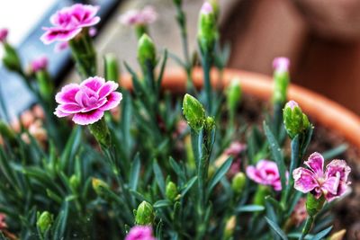 Close-up of pink flowering plant