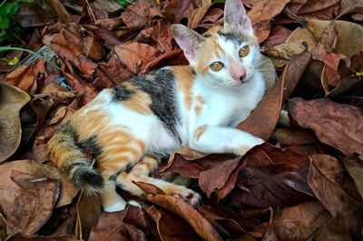 Relax on the leaves 