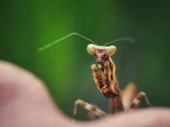 Close-up of insect