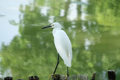 Bird perching on a lake