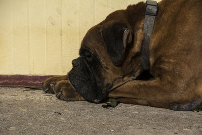 Close-up of a dog sleeping
