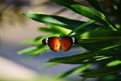 Close-up of butterfly pollinating flower