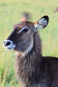 African wildlife