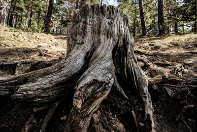 Close-up of tree trunk