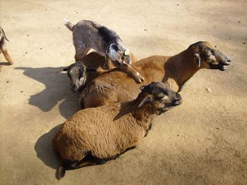 Goats relaxing on ground