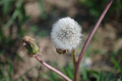 Close-up of dandelion