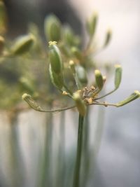 Close-up of plant