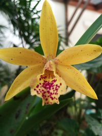 Close-up of yellow flowers