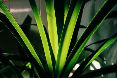 Close-up of green leaf