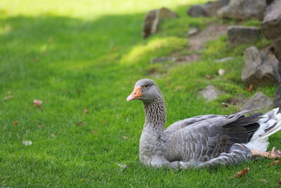 Duck on a field