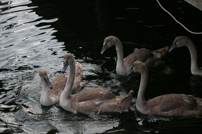 Swans swimming in lake