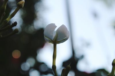 Close-up of white flowering plant